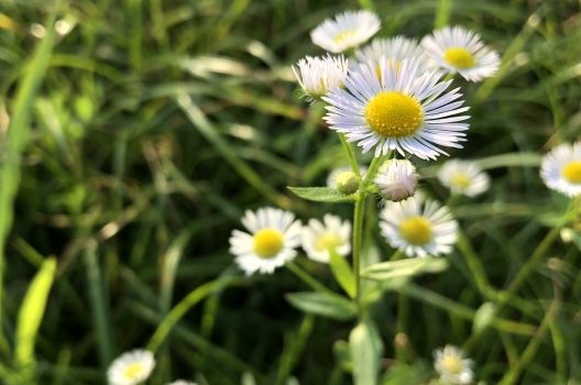よく見る白い花の雑草 8種｜”ただしい除草”でキレイな庭を維持