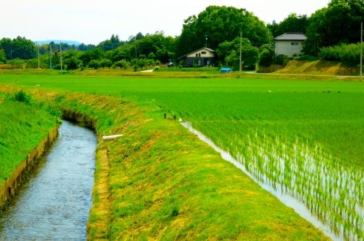 コナギを除草剤で撃退するには？水田の厄介者は早めに駆除しよう！