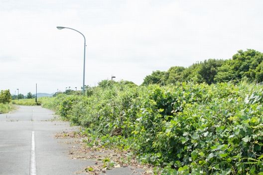 雑草放置でトラブルも！知っておくべき草刈りの重要性