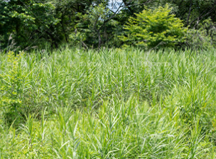 荒れた敷地の草刈り