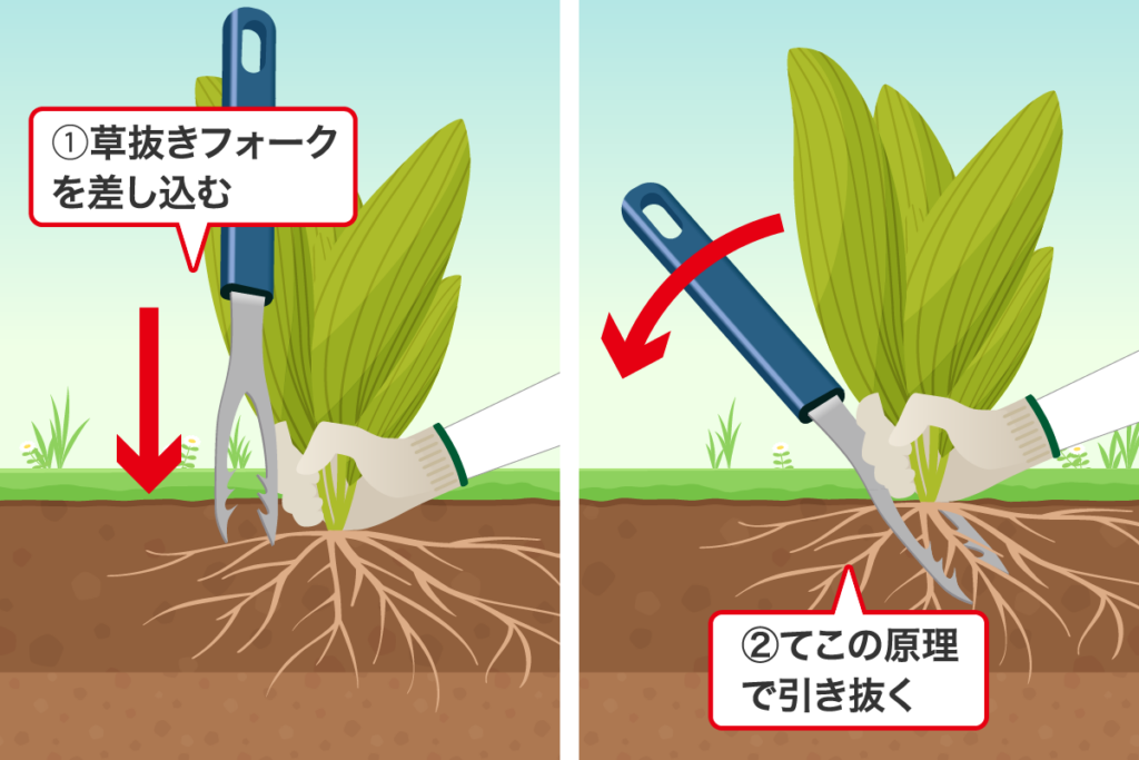 横広がりの雑草の抜き方　フォーク