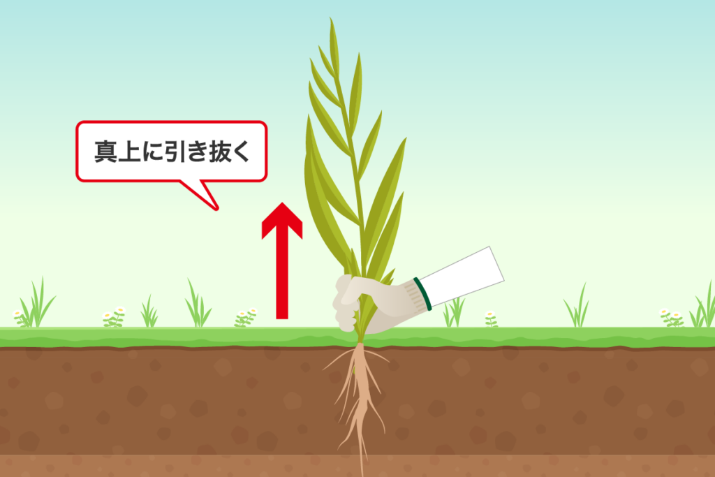 まっすぐ伸びる雑草の抜き方