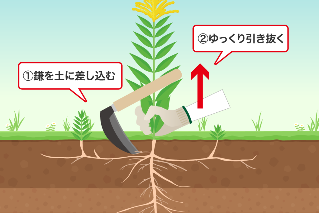 根が広がる雑草の抜き方