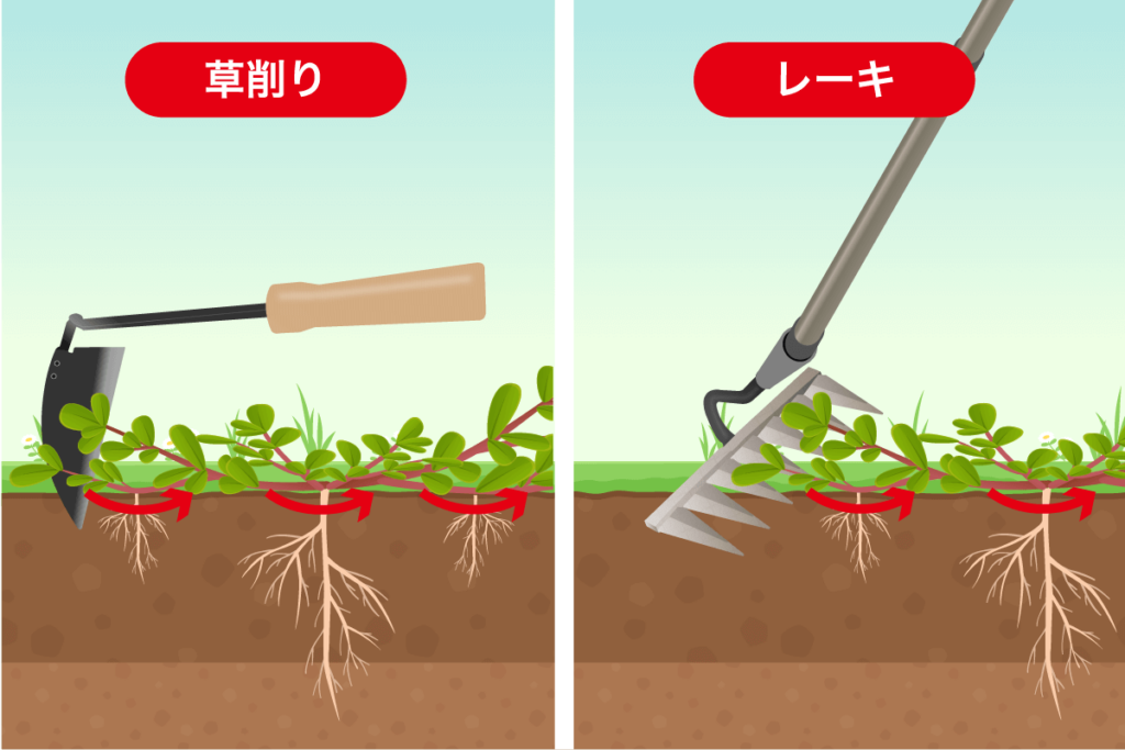 茎が広がる雑草の抜き方　草削り　レーキ