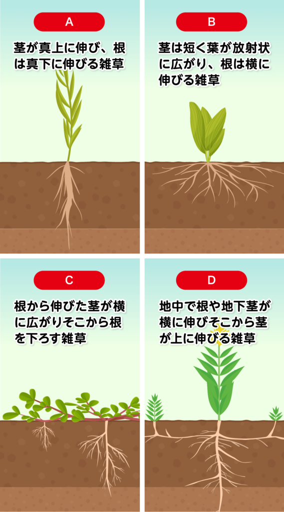 雑草の根のタイプ比較