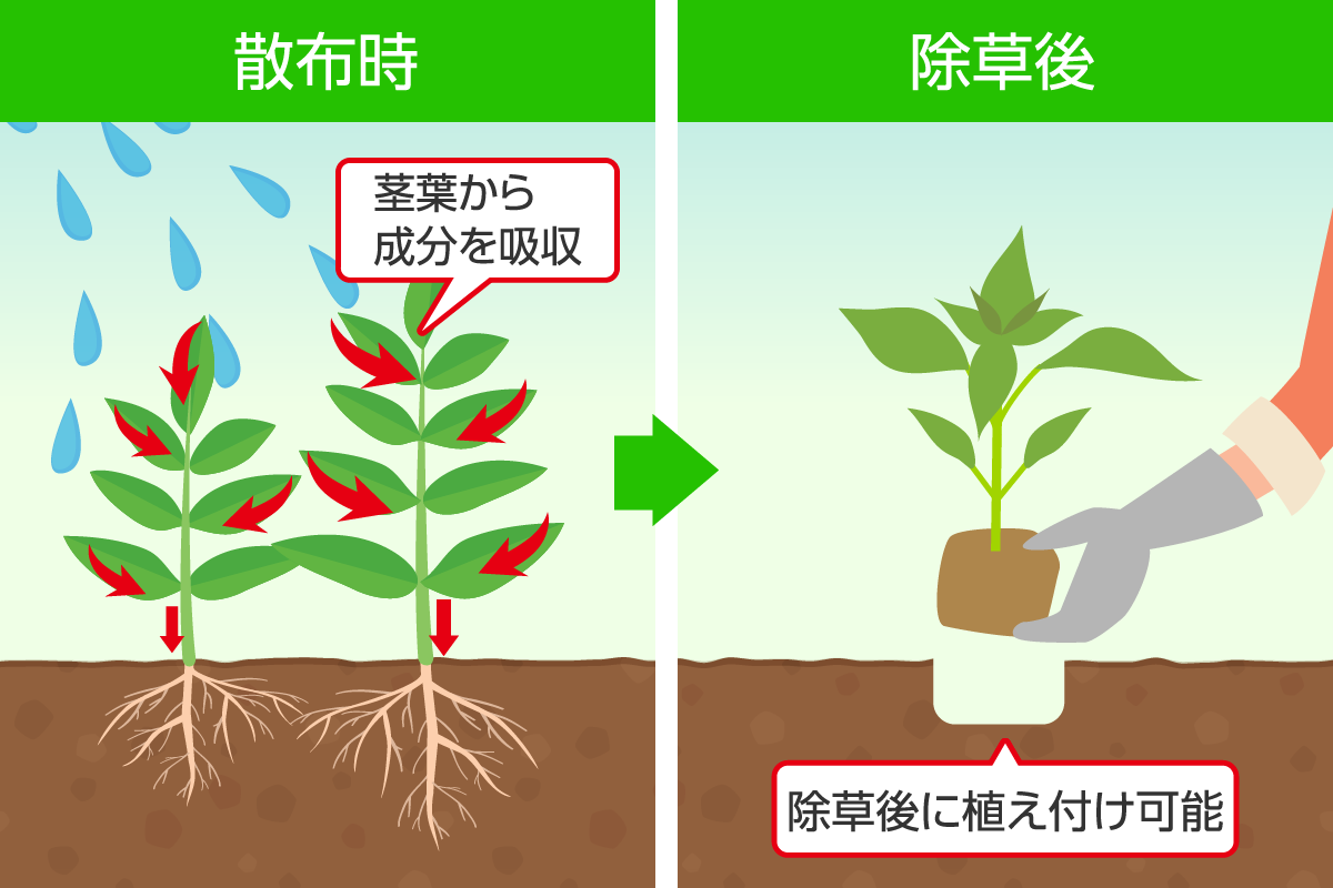 液体 茎葉処理型