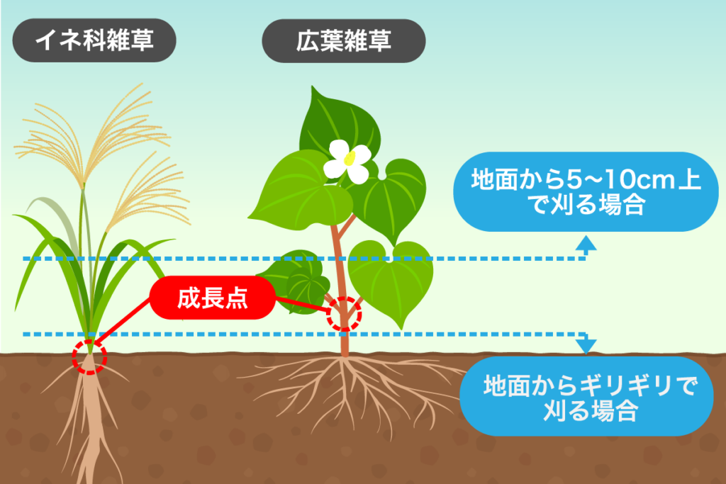 イネ科雑草と広葉雑草