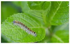 下草周りには毒虫がいっぱい…