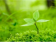 草むしりが最適な時期は芽が出る頃"