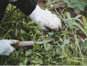 草むしりは狭くて目立つ場所から始める！