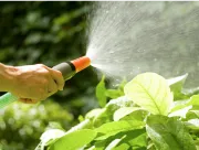 水を撒いて草むしりをやりやすくする