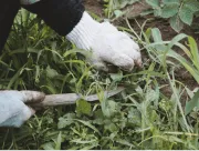 草むしりは狭くて目立つ場所から始める！