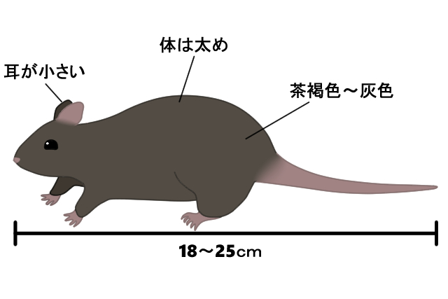 家にネズミが出たら最優先ですべきことはコレ 生態にあった駆除方法を考えよう ねずみ110番