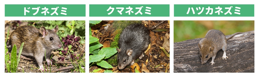 ネズミの習性 生態 特徴を種類別で紹介 ねずみ110番