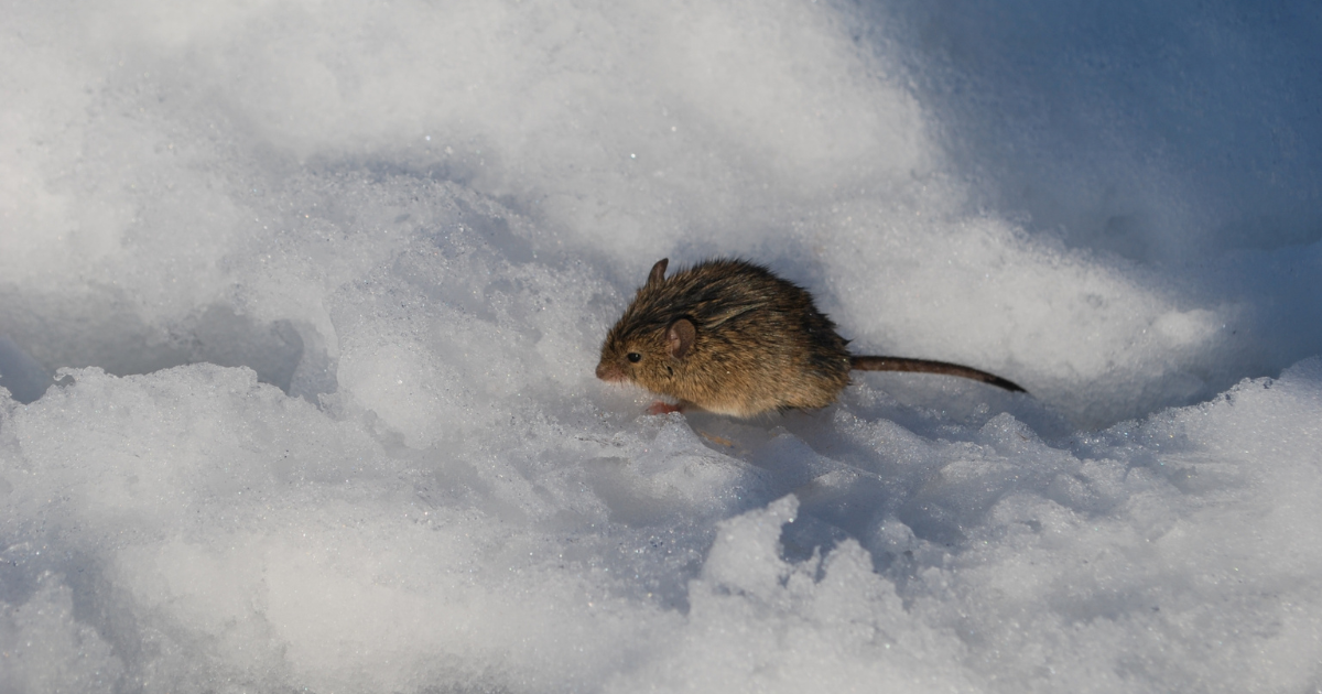 雪　マウス