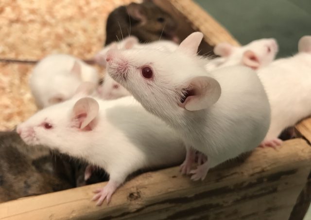 ラットとマウスの違いをご紹介 あなたに危害を加えるのはどっち ねずみ110番