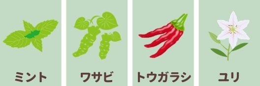 ねずみは蚊取り線香で簡単に追い出せる 嫌がるにおいの種類と退治のコツ ねずみ110番