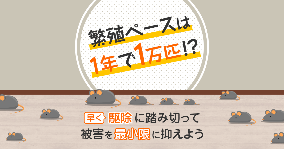 ネズミの繁殖ペースは1年で1万匹