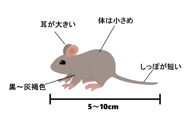 クマネズミハツカネズミ見分け方 – クマネズミとドブネズミの違い – BJCCKM