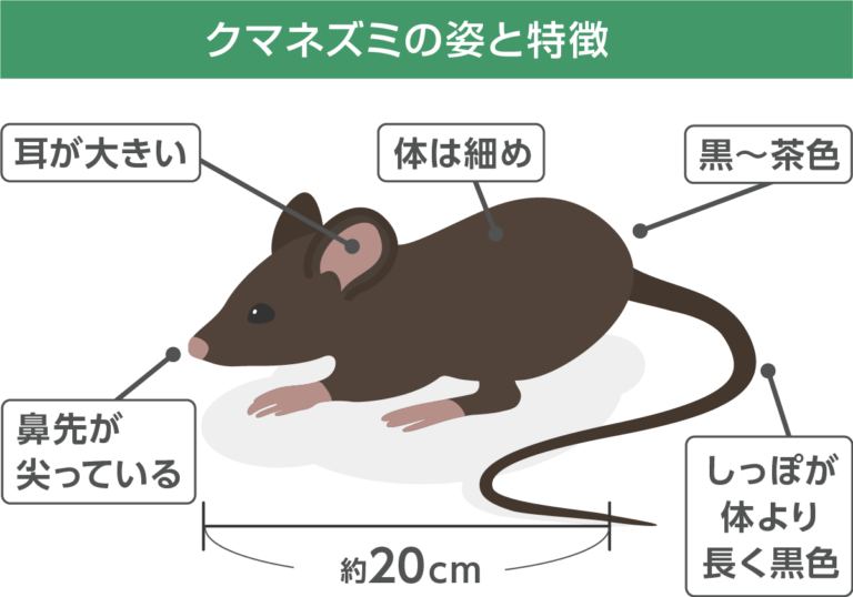 ドブネズミの生態・見分け方まるわかり!被害と不安をゼロにする侵入対策 | ねずみ110番