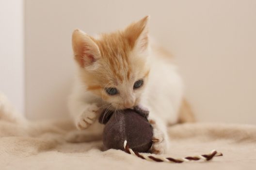 ネズミのおもちゃで遊ぶ猫