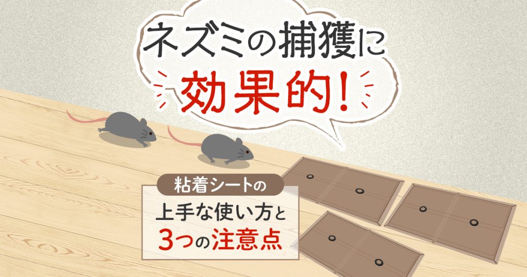 ネズミの捕獲に効果的！粘着シートの上手な使い方と３つの注意点