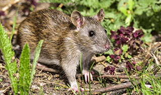 家に出るネズミの種類の見分け方と駆除効果をあげる種類ごとの最適な方法 | ねずみ110番