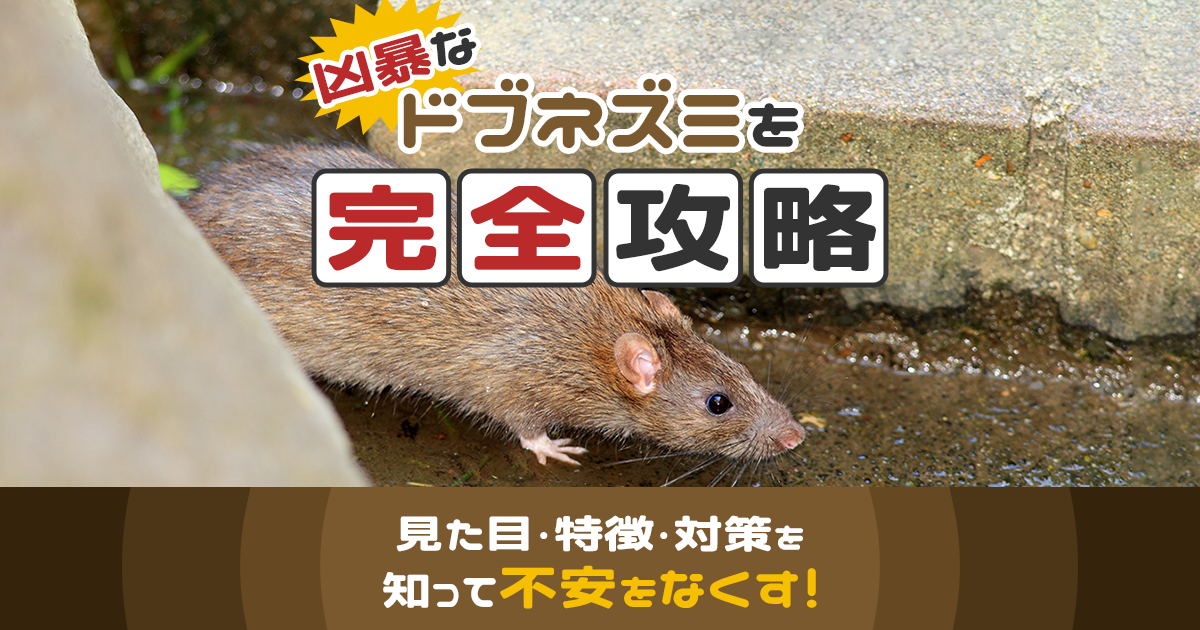 ドブネズミの見た目・特徴・対策