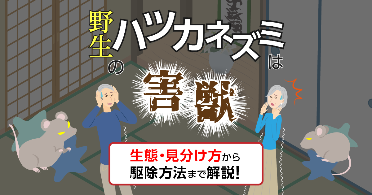 ハツカネズミの生態・見分け方・駆除方法