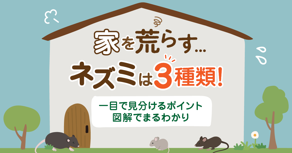 ネズミ3種類を見分けるポイント