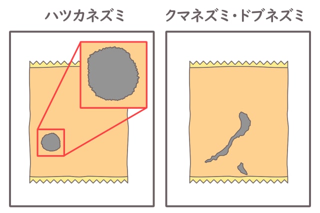 家に出るネズミの種類の見分け方と駆除効果をあげる種類ごとの最適な方法 ねずみ110番