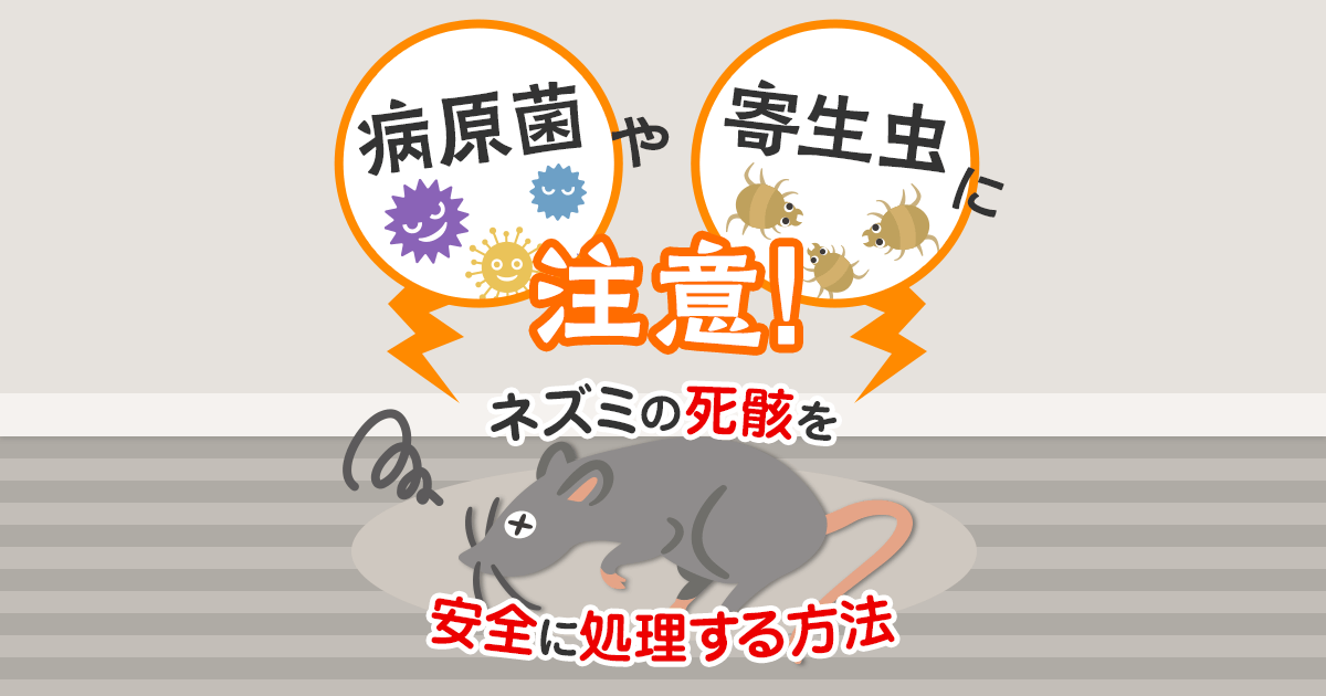 ネズミの死骸を安全に処理する方法
