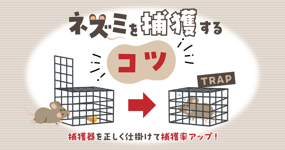 ネズミ 捕獲