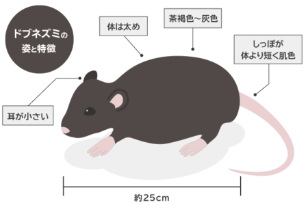ドブネズミの生態・特徴がまるわかり!被害拡大の前に知るべき駆除対策|ねずみ110番