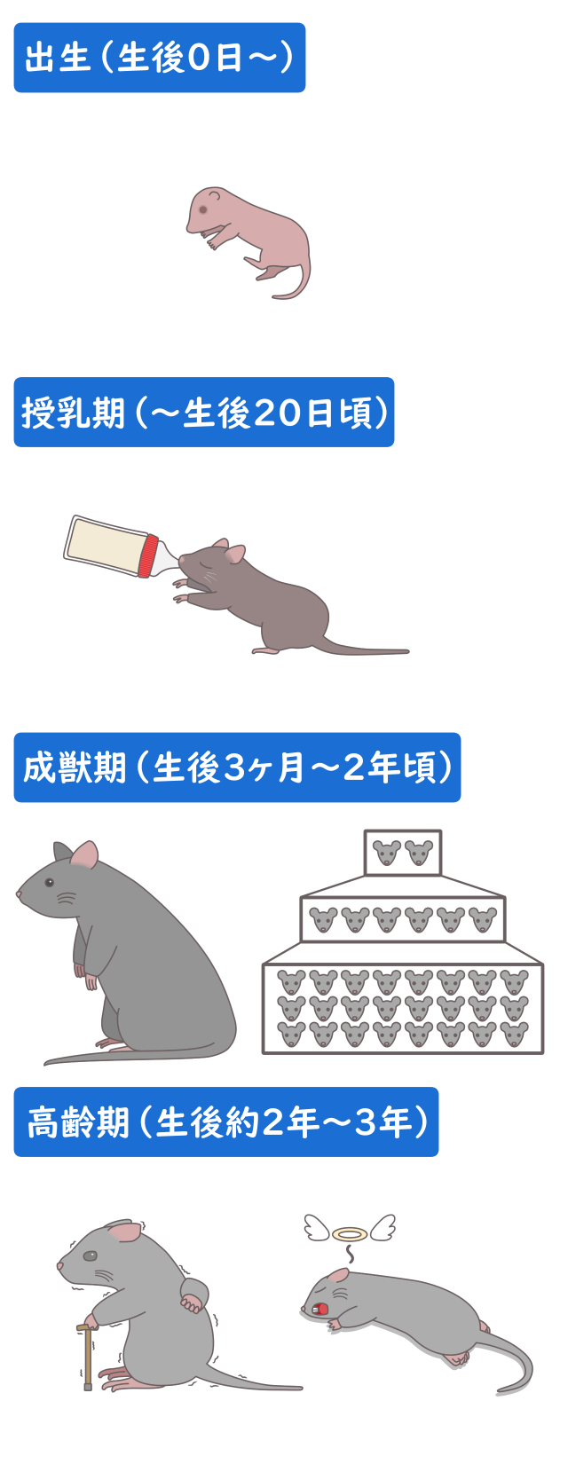 ネズミの生活史