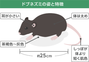 ドブネズミの生態・見分け方まるわかり!被害と不安をゼロにする侵入対策 | ねずみ110番