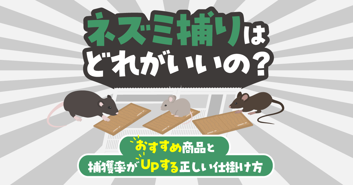 ネズミ捕りのおすすめ商品と正しい仕掛け方