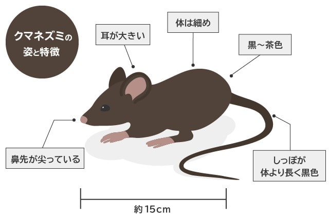クマネズミの姿と特徴