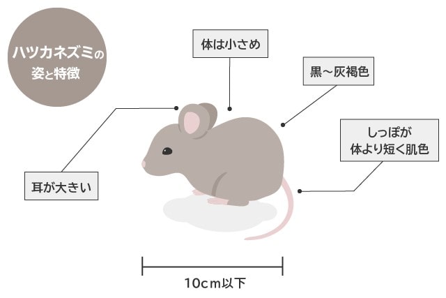 ハツカネズミの姿と特徴