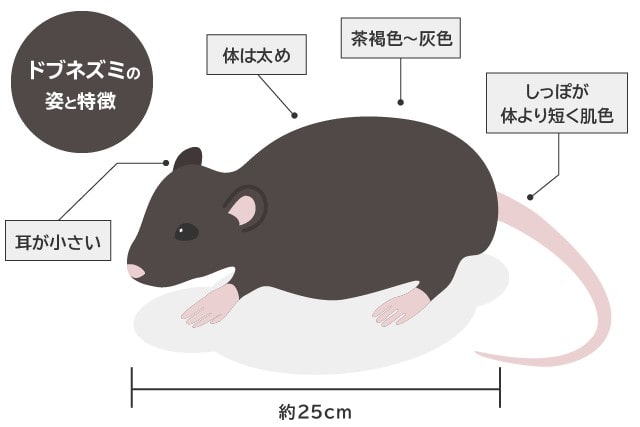 ドブネズミの姿と特徴