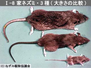 ドブネズミの生態・見分け方まるわかり!被害と不安をゼロにするための侵入対策 | ねずみ110番