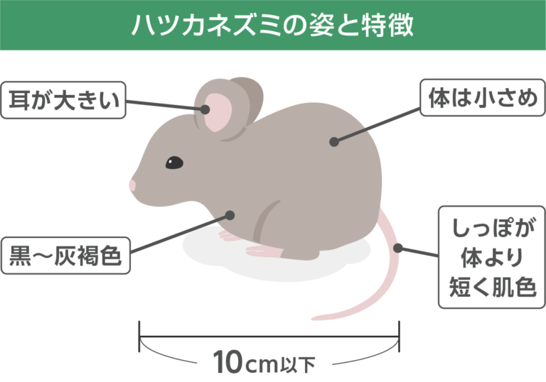 野生のハツカネズミはかわいい害獣!生態・見分け方・駆除まで徹底解説 | ねずみ110番