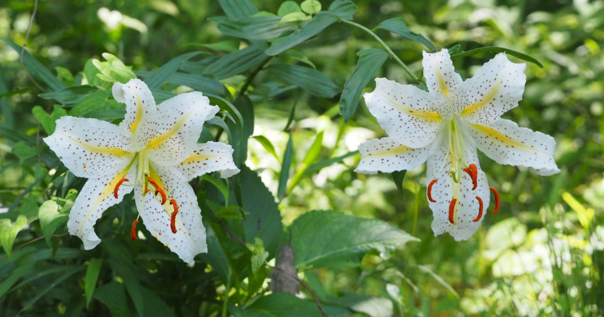 ユリの花