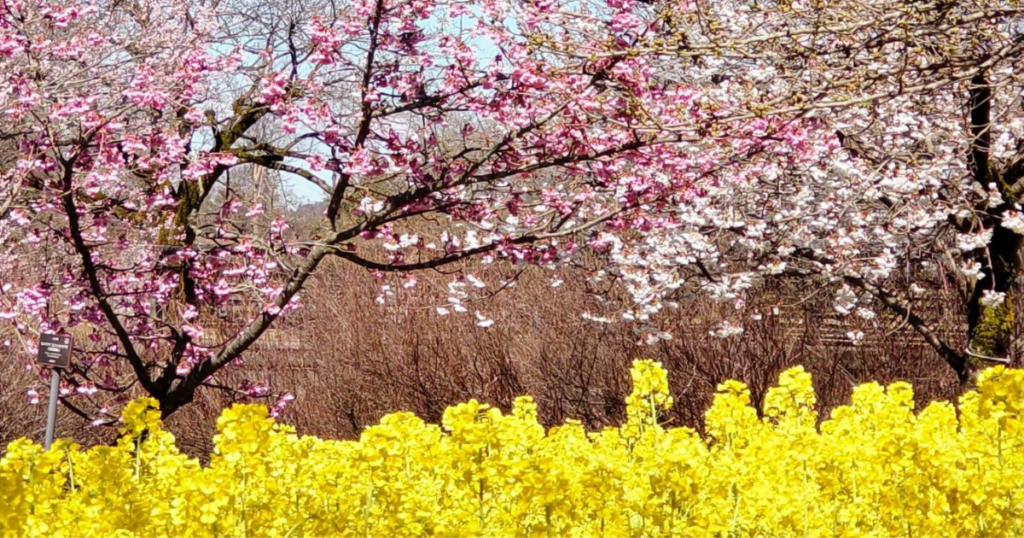 桜と梅