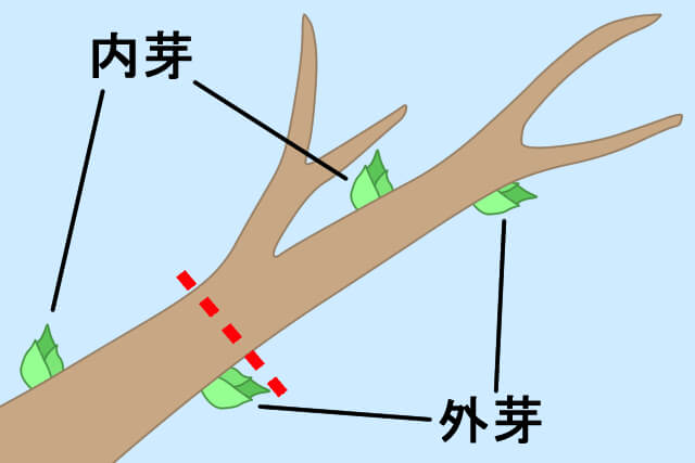 外芽の上で切る