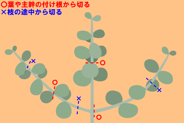 ユーカリ透かし剪定