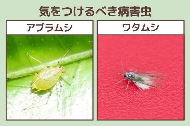 アブラムシとワタムシ