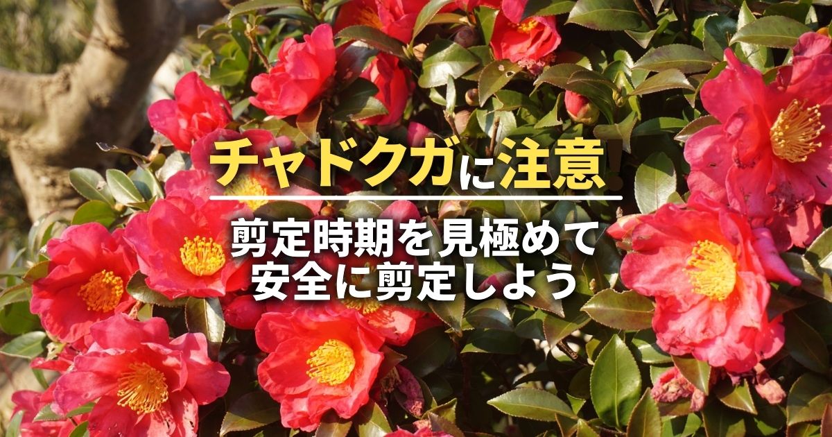 チャドクガに注意！剪定時期を見極めて安全に剪定しよう