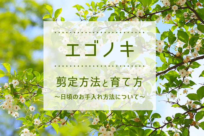 エゴノキ剪定｜方法と正しい育て方・日頃の手入れについても解説