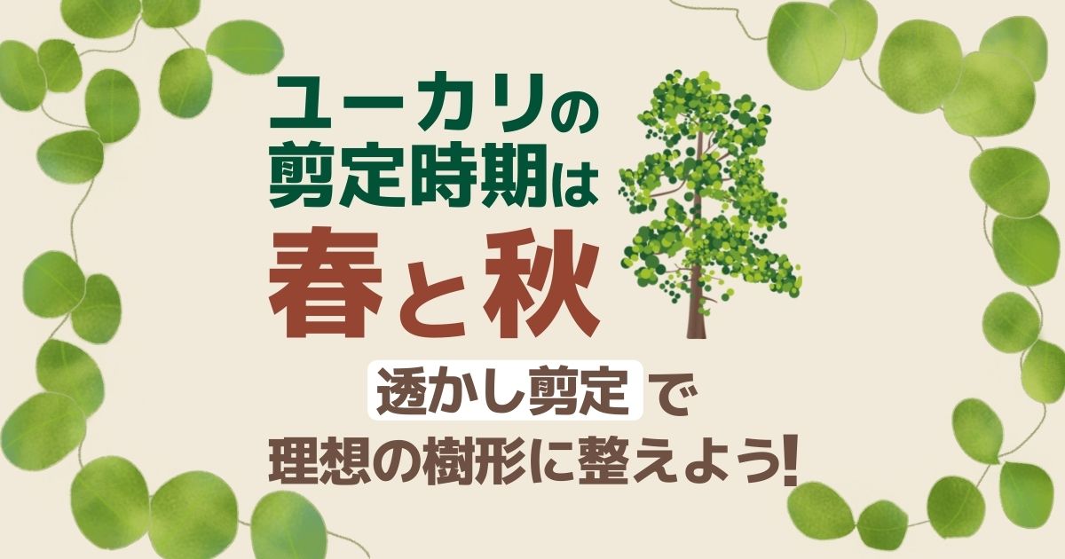 ユーカリの剪定時期は春と秋　透かし剪定で理想の樹形に整えよう